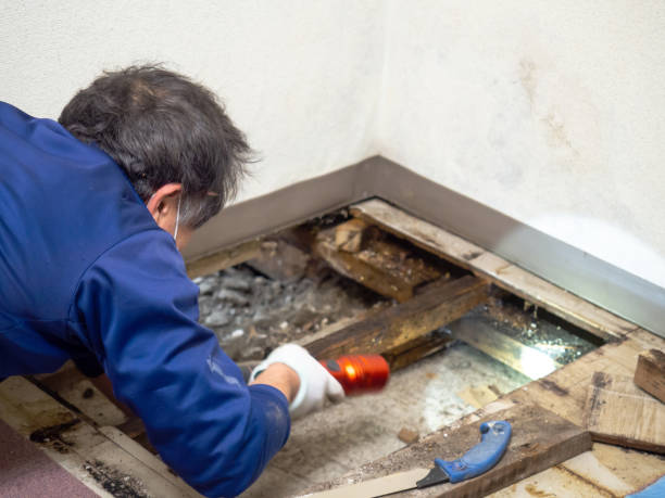 Best Attic Mold Remediation in River Road, NC