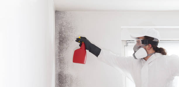 Best Post-Flood Mold Remediation in River Road, NC